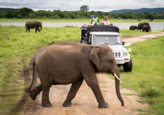 Jeep-Safari-Dambulla_Strasse_Elefant