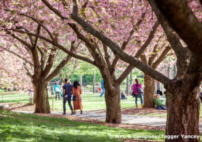 Editorial-Photography-Annual-Events-Cherry-Blossom-Festival-Photo-Tagger-Yancey-IV-NYC-and-Company-6975_Copyright_1