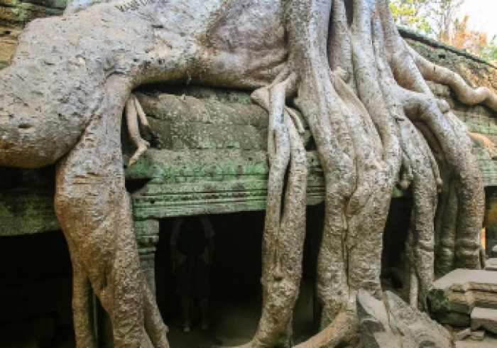 Kambodscha-Mekong-022-Angkor-Ta-Prohm