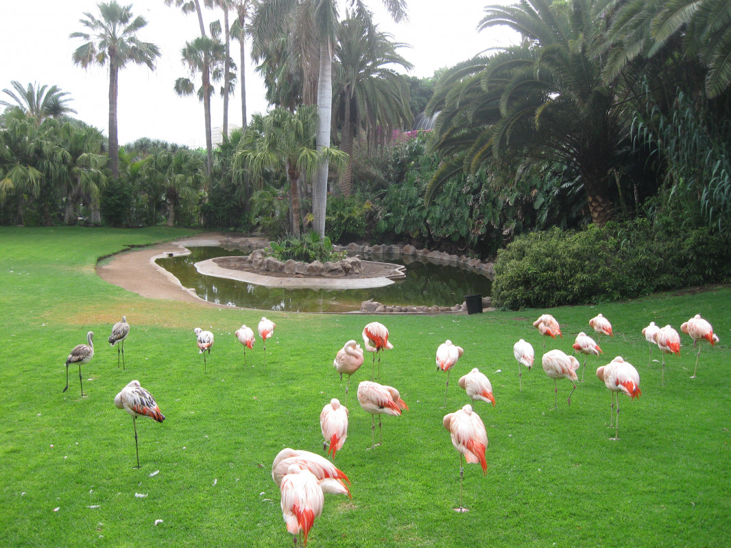 original_Flamingos Loro P