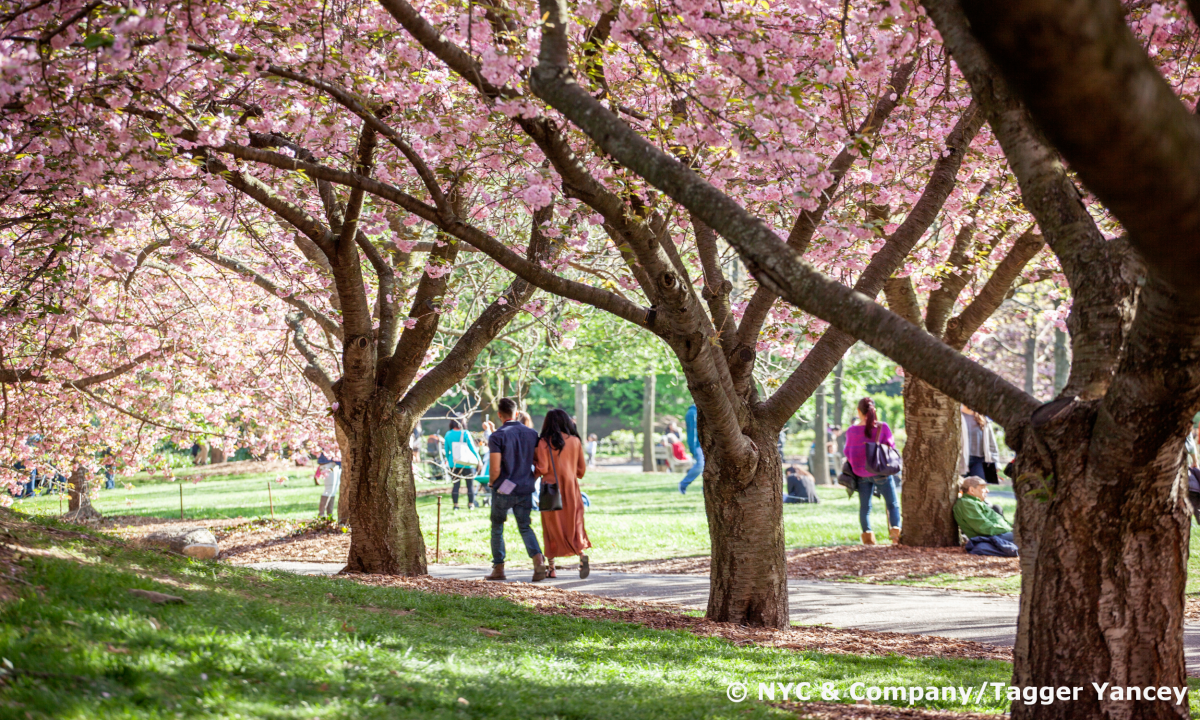 original_Editorial-Photography-Annual-Events-Cherry-Blossom-Festival-Photo-Tagger-Yancey-IV-NYC-and-Company-6975_Copyright_1