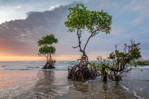 original_pixabay_mangroven_1