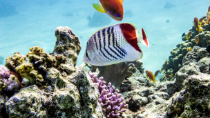 original Fisch Korallen Sharm El Sheikh