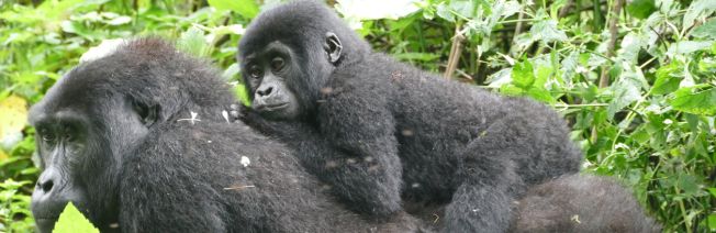 Gorilla-, Schimpansentrekking in Uganda